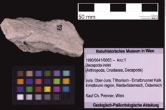 Foto (Objekt + Etiketten) von Decapoda indet. (NHMW-GEO-1990-0041-0065)